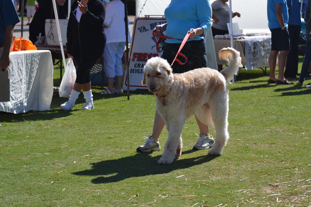 Virgo Dogs: The Perfectionist Companions (Image Credits: Flickr)