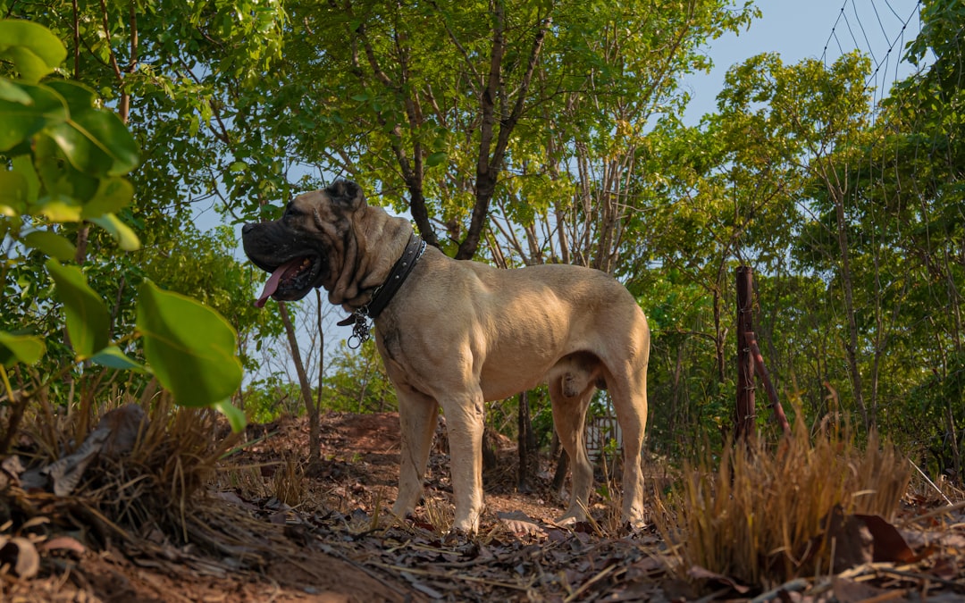Mastiff: The Mountain of Earth Energy (Image Credits: Unsplash)