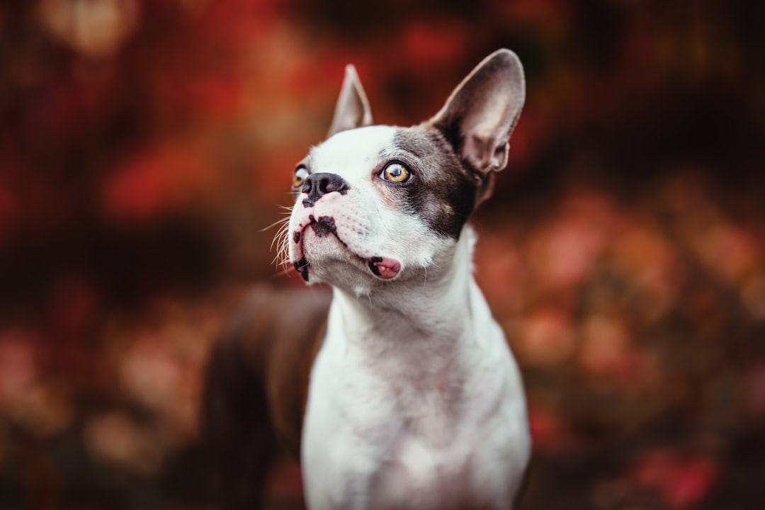 Boston Terrier: The Gentle Athletic Companion (Image Credits: Unsplash)