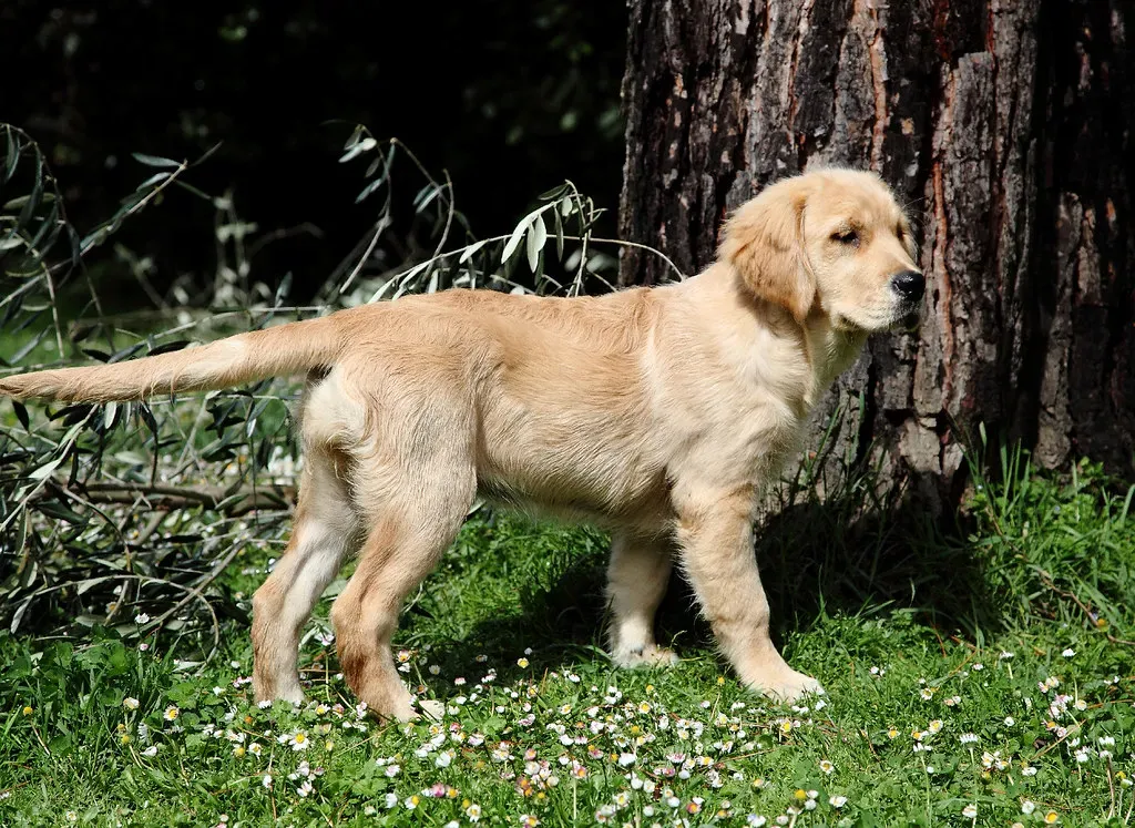 2. Golden Retriever - The Evergreen State's Golden Heart (Franco Vannini, Flickr, CC BY 2.0)