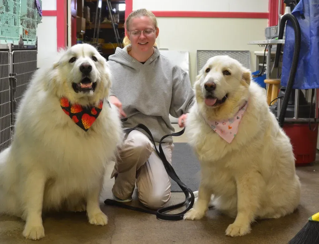 The Science of Canine Attachment: Why Dogs Pick a Person (Image Credits: Flickr)