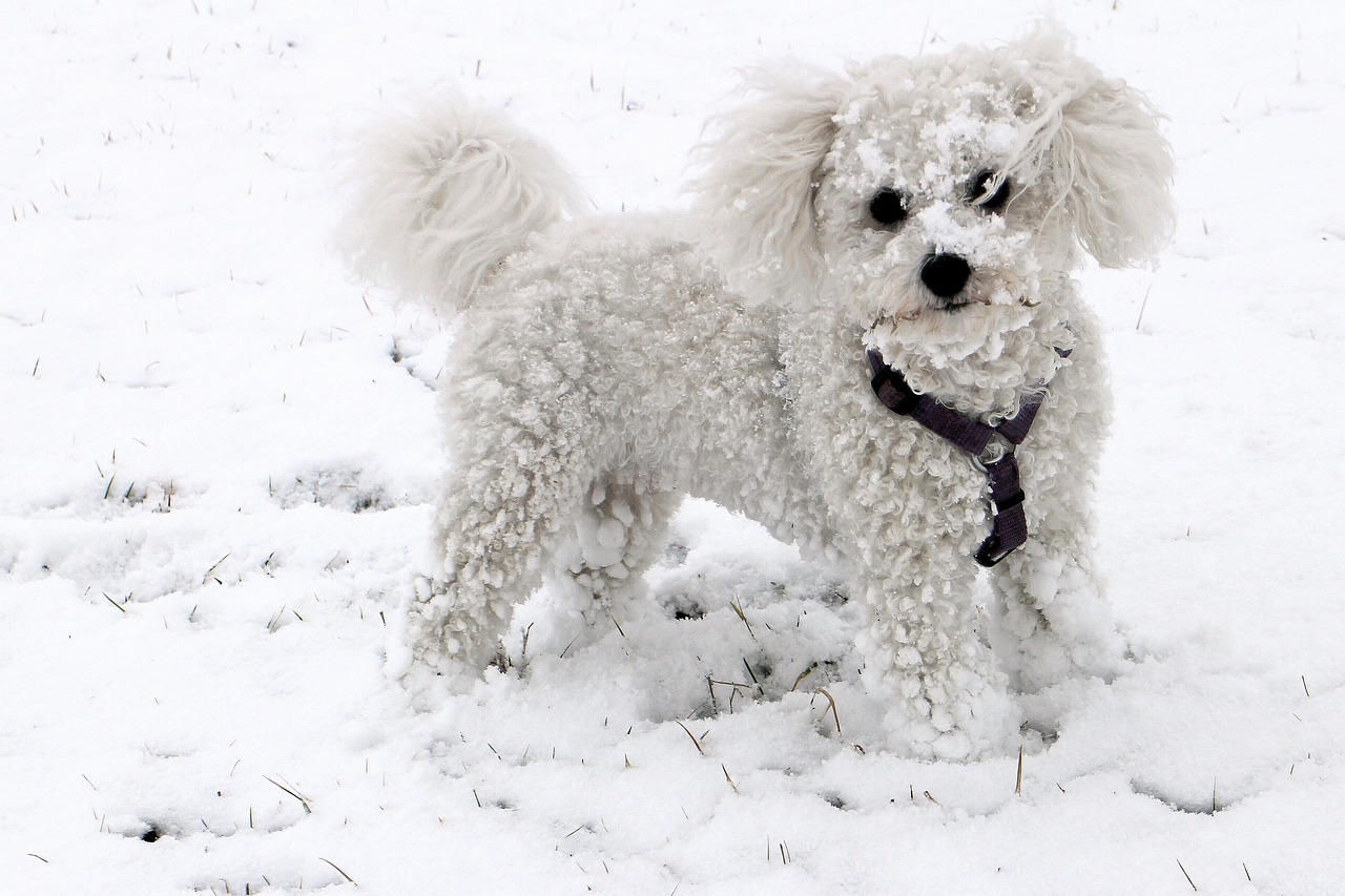 Bichon Frise: The Happy-Go-Lucky Alternative (Image Credits: Pixabay)