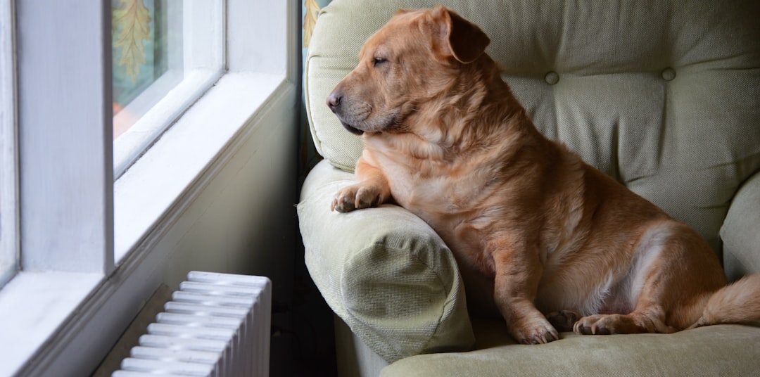 Anxious Attachment Across All Signs: The Constant Companion Need (Image Credits: Unsplash)