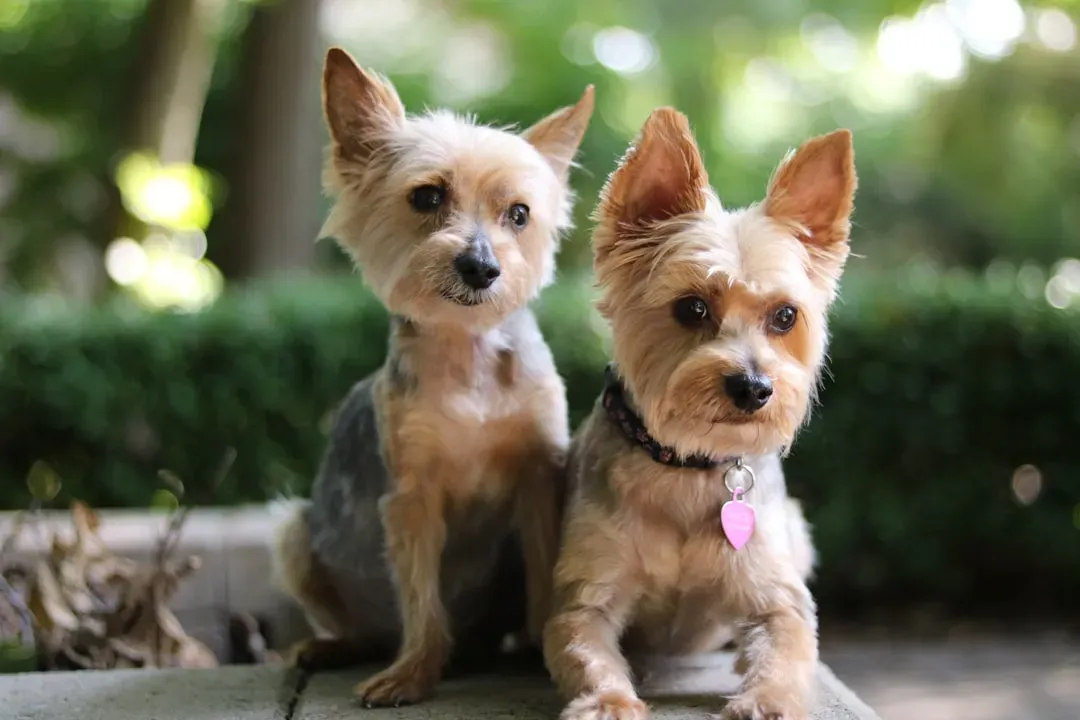 #14. Yorkshire Terrier (Image Credits: Unsplash)