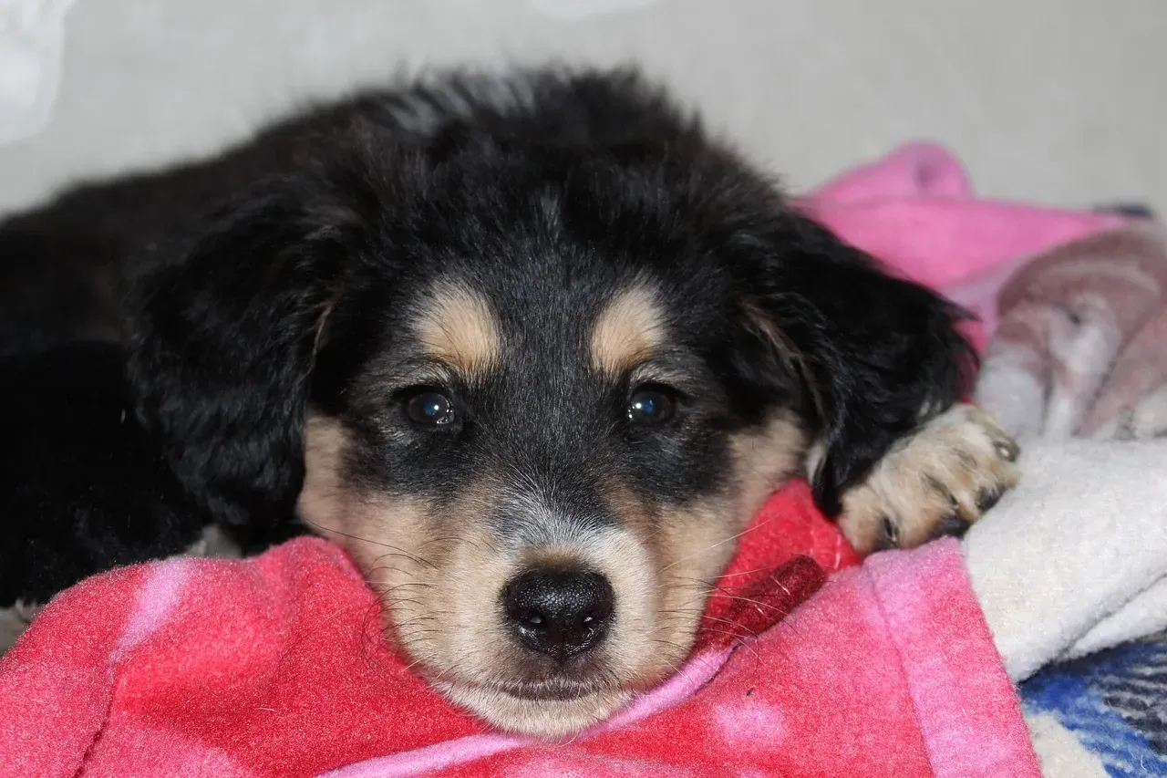 Sign 8: Sleeping All Day or Looking Completely Flat (Image Credits: Pixabay)