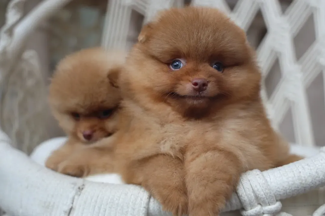 Red Flag Number Three: No Transparency, No Paper Trail, No Accountability (Image Credits: Unsplash)