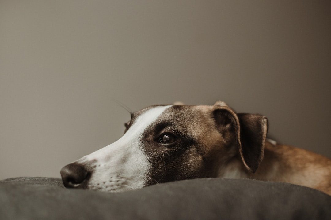 The Science Behind Canine Dreams (Image Credits: Unsplash)