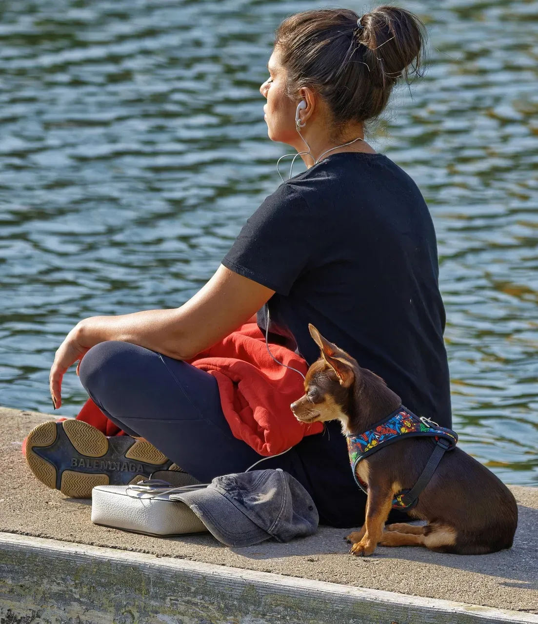 11. They Understand Human Words Better Than Most Animals (Image Credits: Pixabay)