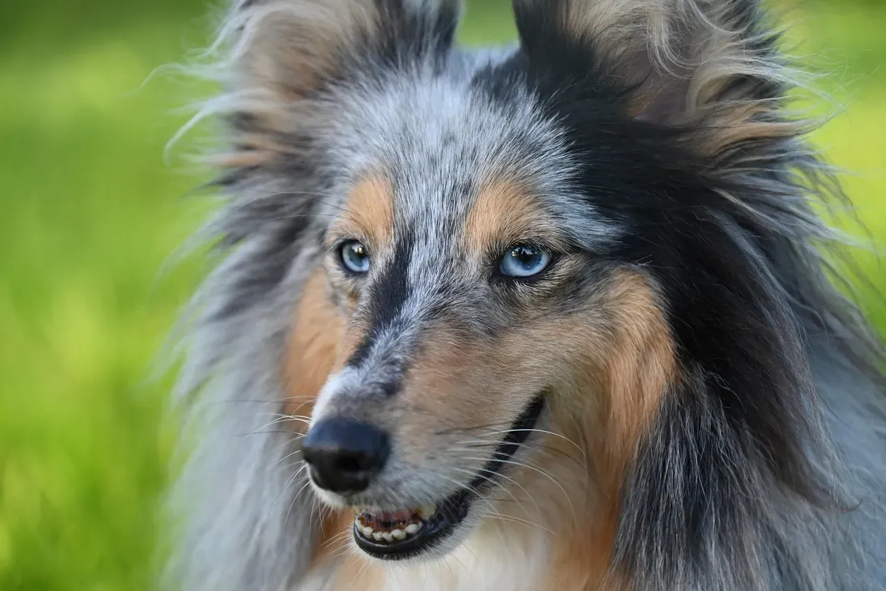 10. Shetland Sheepdog: The Gentle Observer (Image Credits: Pixabay)
