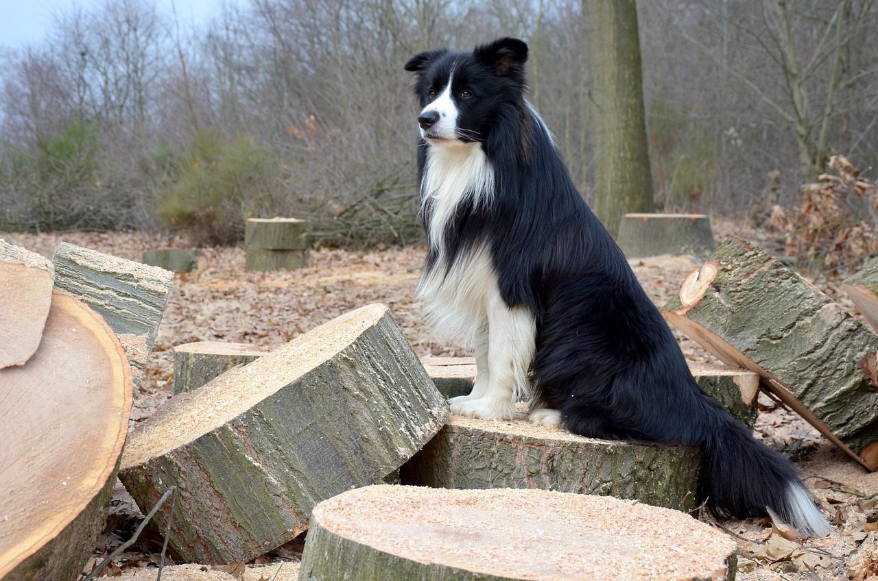 Collie: The Gentle Guardian (Image Credits: Pixabay)