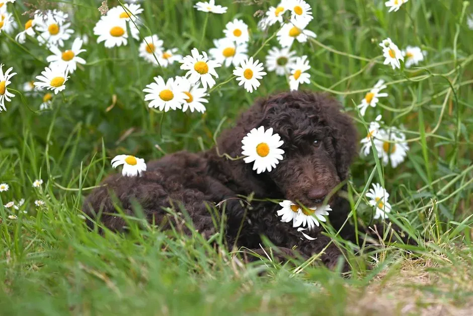 Irish Water Spaniel (Image Credits: Pexels)