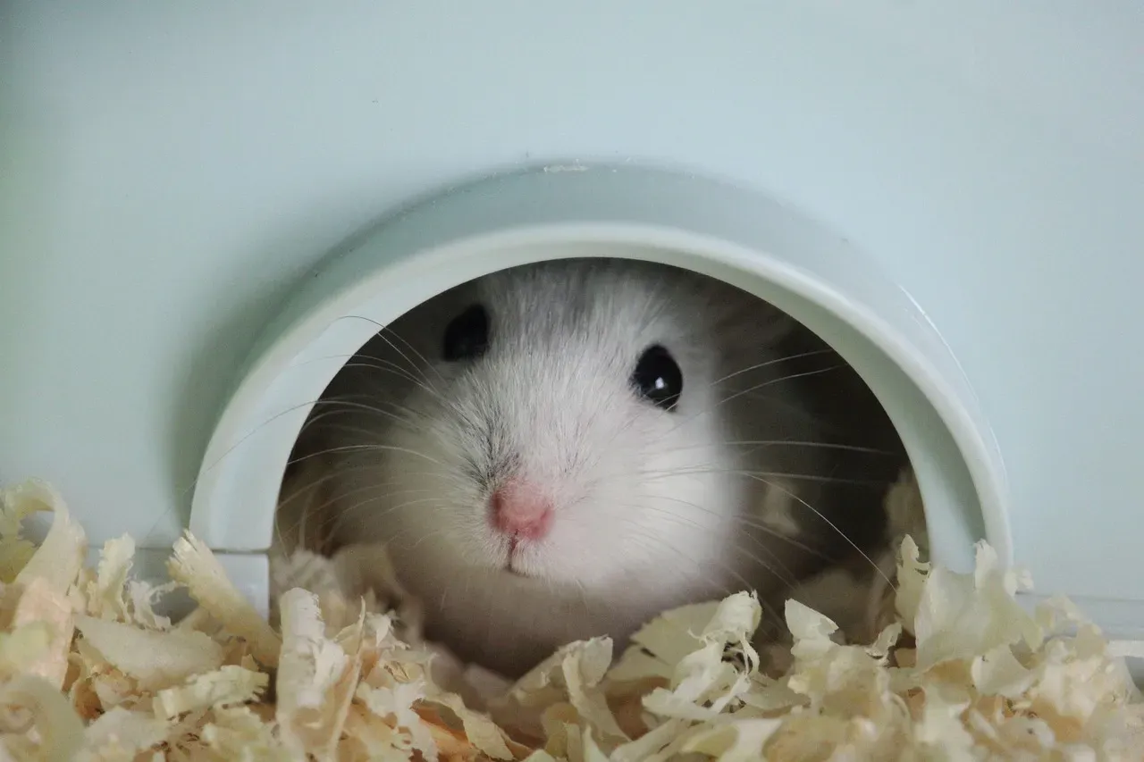 1. Building a Safe, Insulated Nest in Record Time (Image Credits: Pixabay)