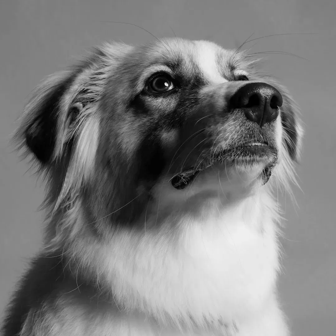 They Hold Your Gaze Softly (Image Credits: Unsplash)