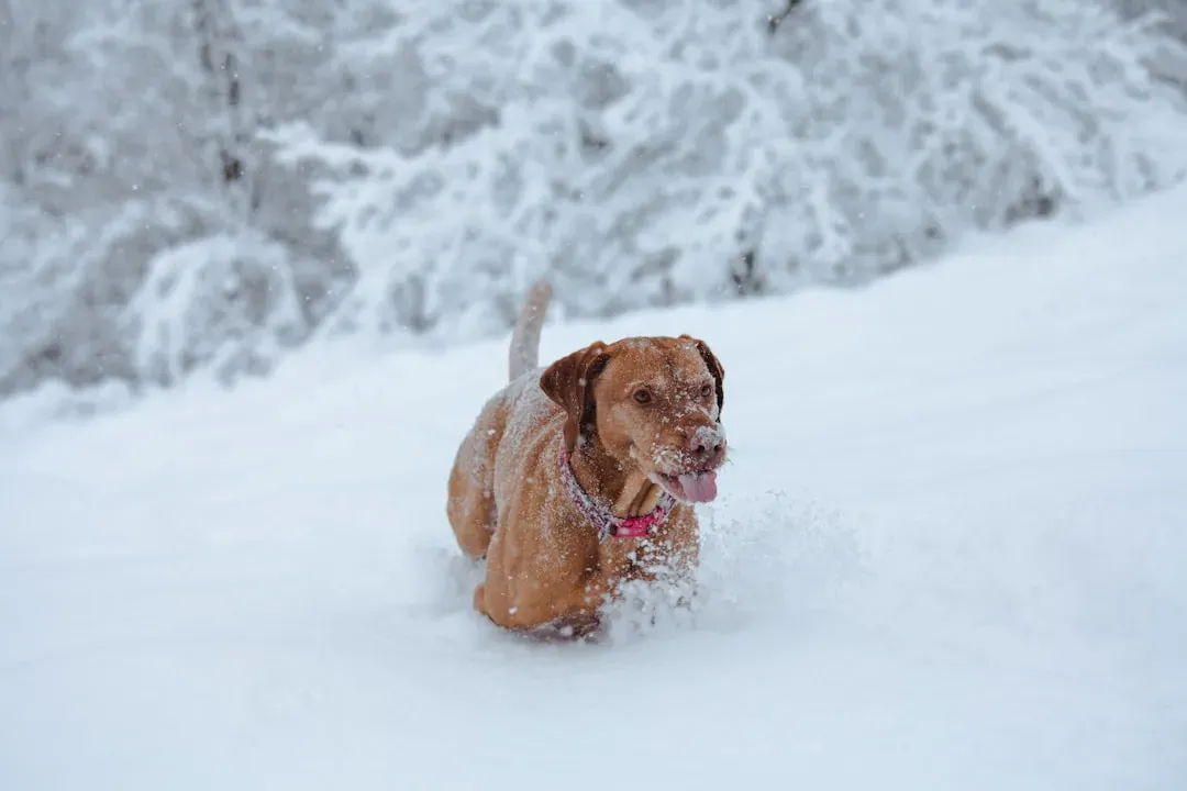 #6: Vizsla - Velcro Energy in the Best Way (Image Credits: Unsplash)