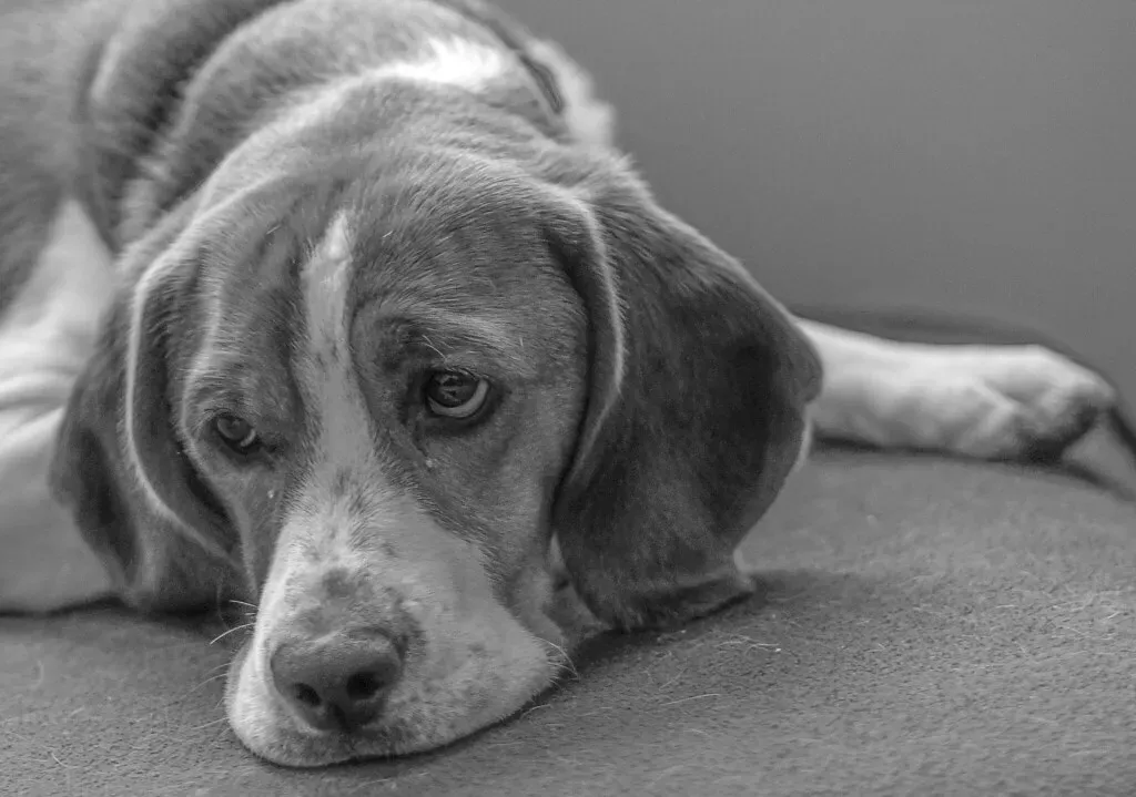 9. Photos And Videos You Think Are “Too Many” Will Never Feel Like Enough Later (frank.shepherd, Flickr, CC BY-SA 2.0)