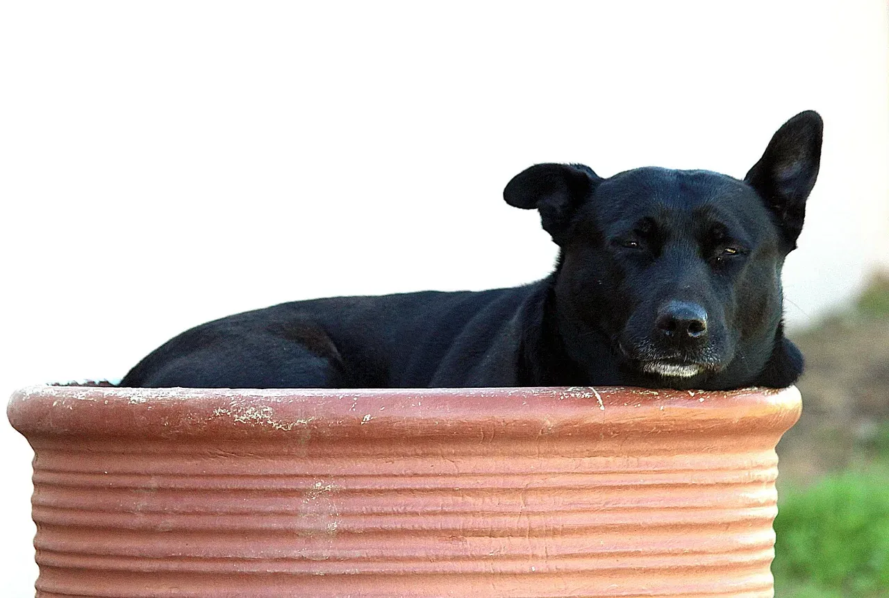 They Might Also Just Be…Comfortably Bored (And That’s Okay) (Image Credits: Pixabay)