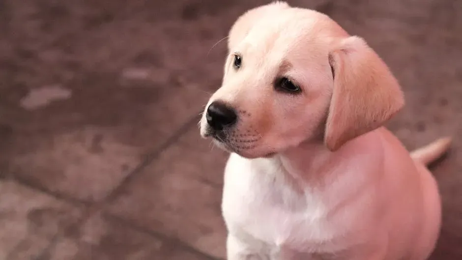 1. Labrador Retriever: The One Who Loves Everyone but Lives for You (Image Credits: Pexels)
