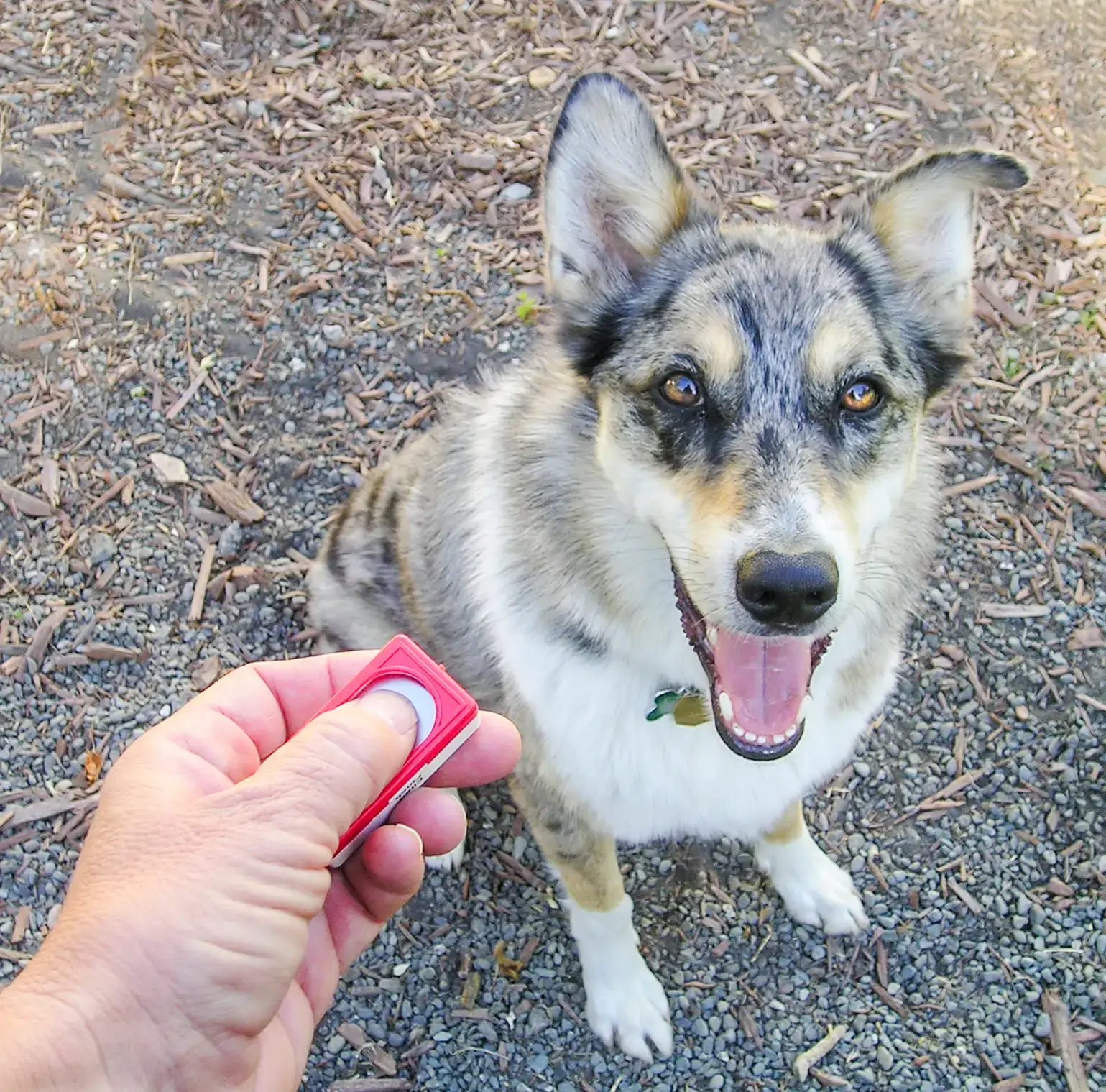 The Science Behind Their Success Stories (Image Credits: Wikimedia)