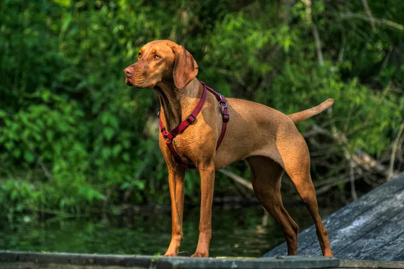 #14 Vizsla - The Velcro Dog With a Fragile Heart (Flickr, CC BY 2.0)