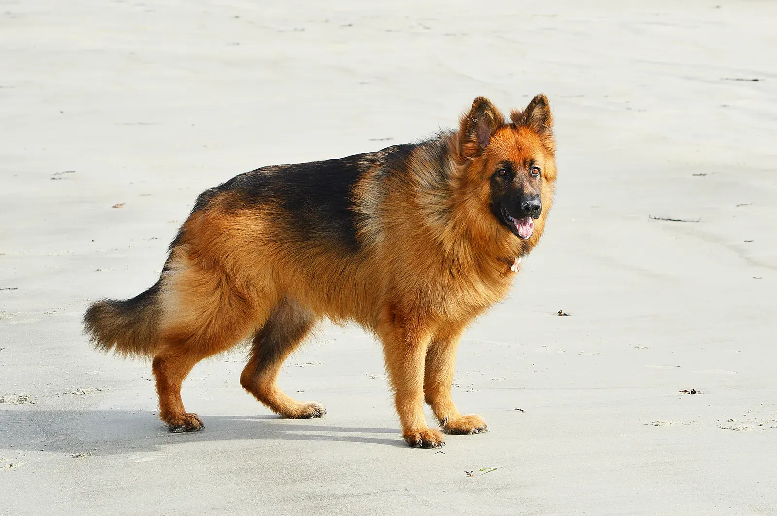 #1. Aries (March 21 – April 19): The German Shepherd (By Primrose2017, CC BY-SA 4.0)