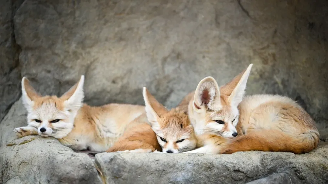 #7: A Surprisingly Loud and Chatty Little Fox (Image Credits: Unsplash)