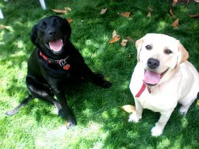 4. Labrador Retrievers (Image Credits: Flickr)
