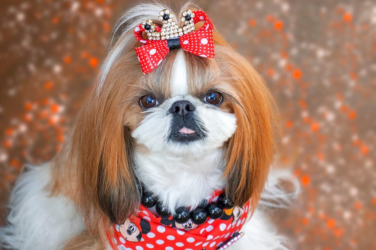 Shih Tzu (Image Credits: Pixabay)