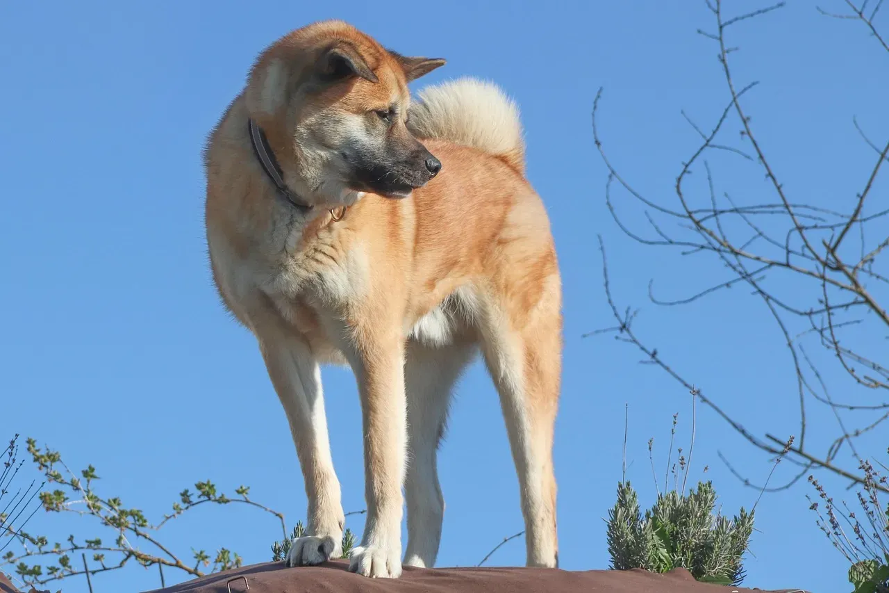 Akitas (Image Credits: Pixabay)