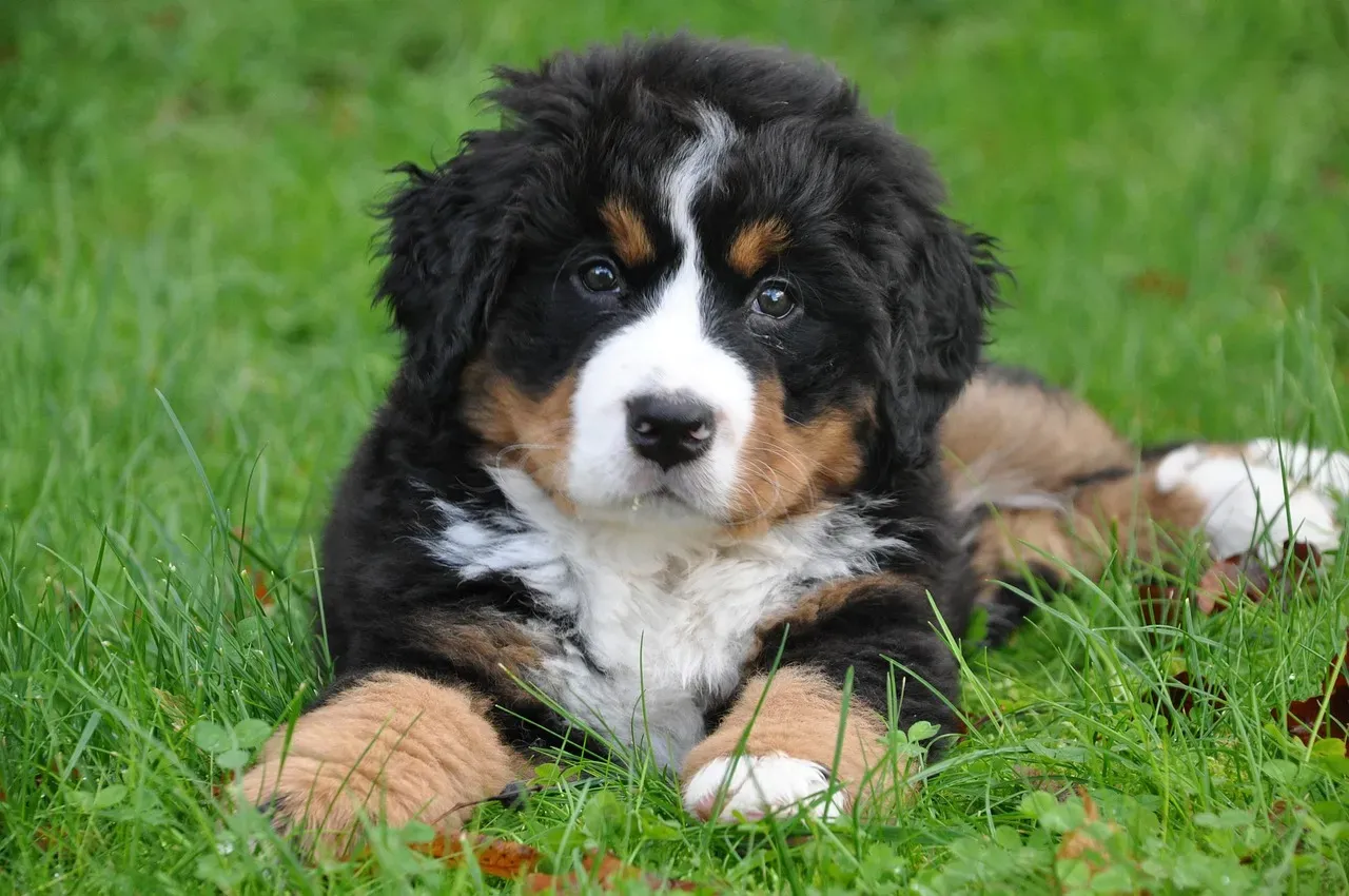 Bernese Mountain Dog: The Gentle Soul Who Lives for Family (Image Credits: Pixabay)