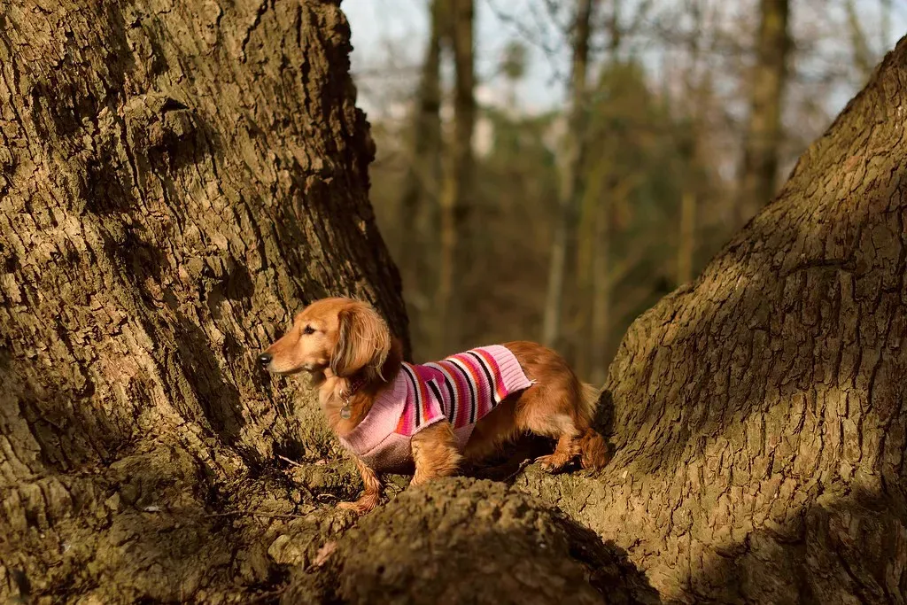 Dachshunds: Loud Little Hunters (Image Credits: Flickr)