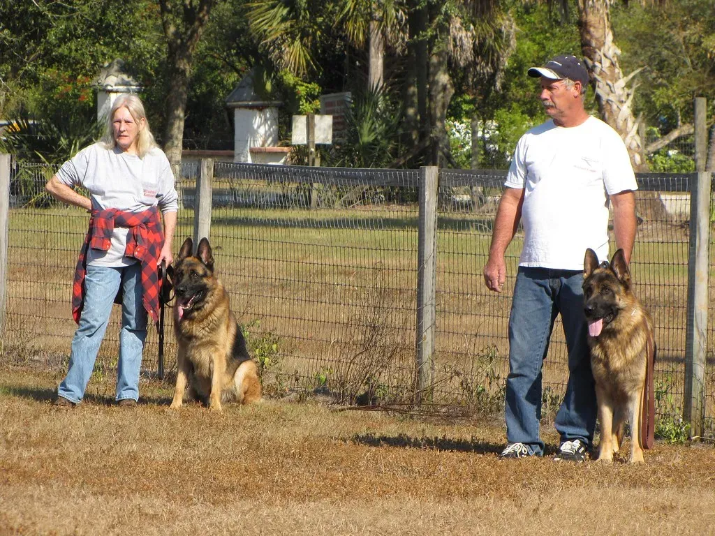 How to Work With Your Dog's Brain, Not Against It (airwaves1, Flickr, CC BY 2.0)