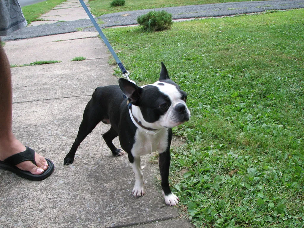 1. Rethink Your Walk Schedule Entirely (audreyjm529, Flickr, CC BY 2.0)