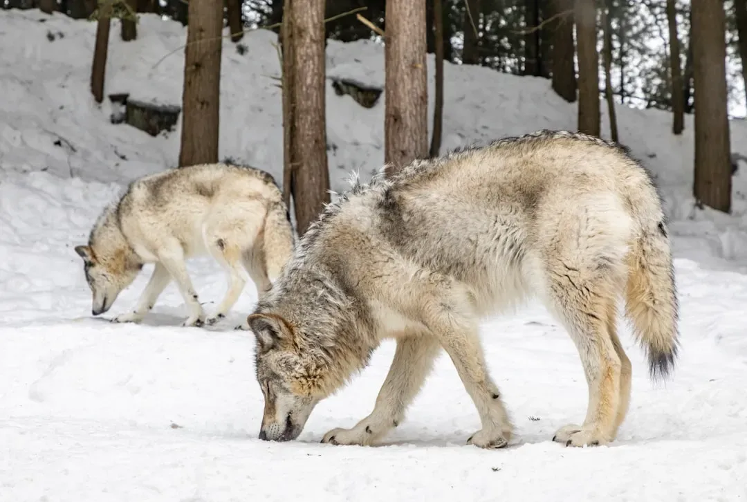 3. Leaving Food Scraps Or Intentionally Feeding Wolves (Image Credits: Unsplash)