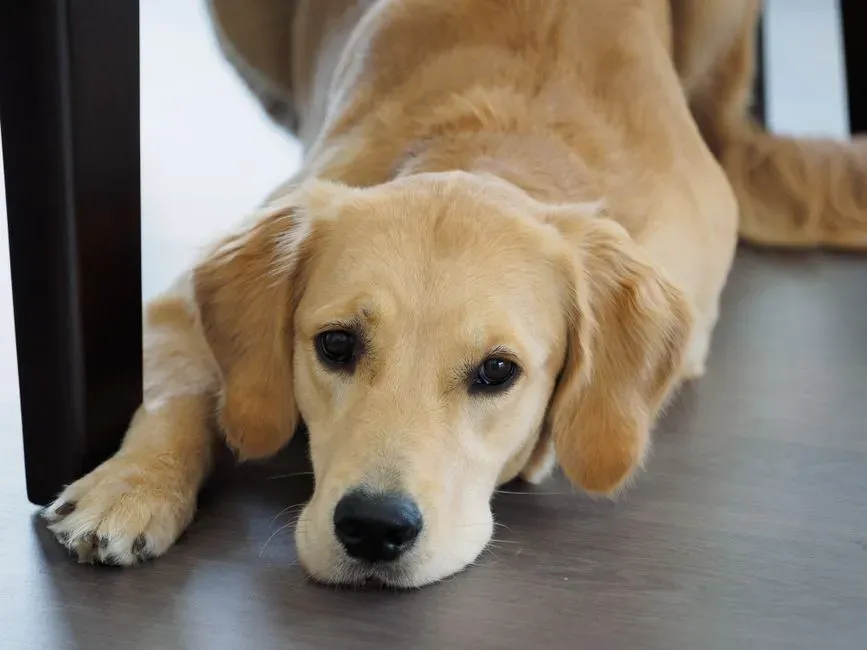 #6 - The "Guilty Look" That Shows Up Before You've Even Scolded Them (Image Credits: Pexels)