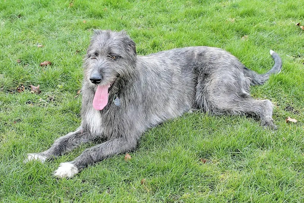 Irish Wolfhound: Gentle Giants With Tender Hearts (Image Credits: Flickr)