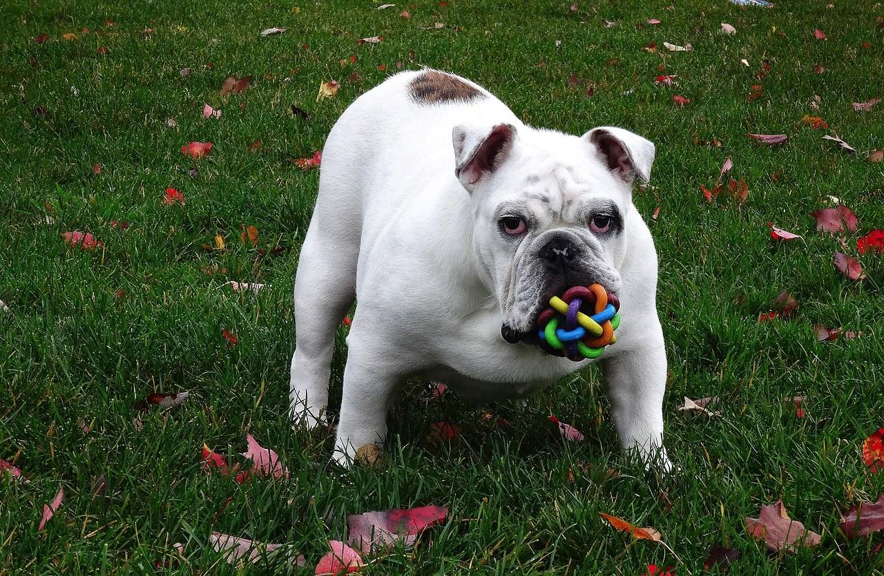 The Science Behind Canine Toy Addiction (Image Credits: Pixabay)