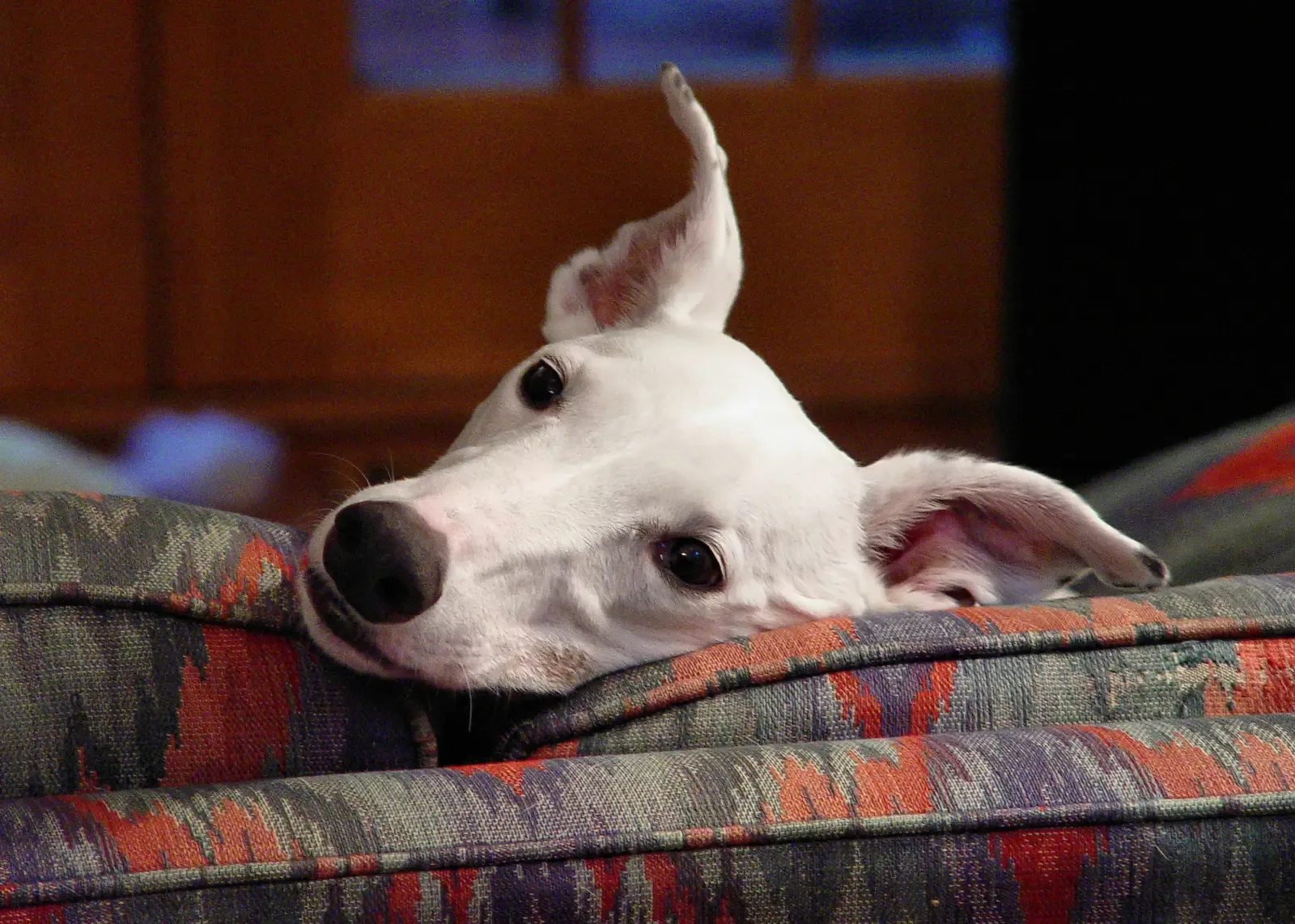Greyhound: The Couch Potato Surprise (Image Credits: Wikimedia)