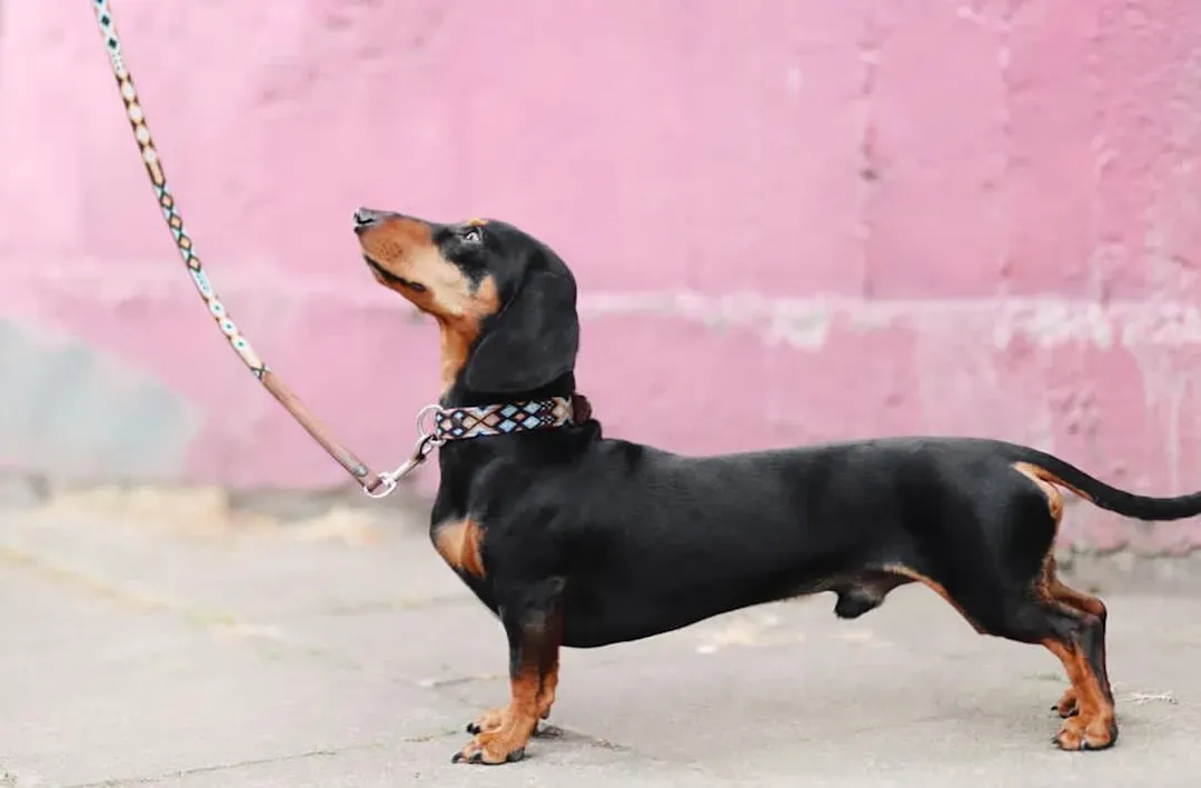 #4 - The "Are You Coming?" Look Before a Walk (Image Credits: Unsplash)