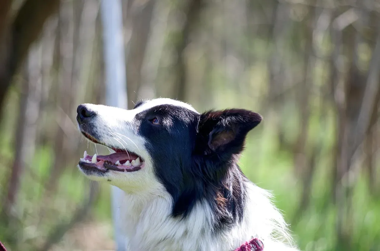 Border Collie: The Relentless Thinker Who Never Stops (Image Credits: Pixabay)