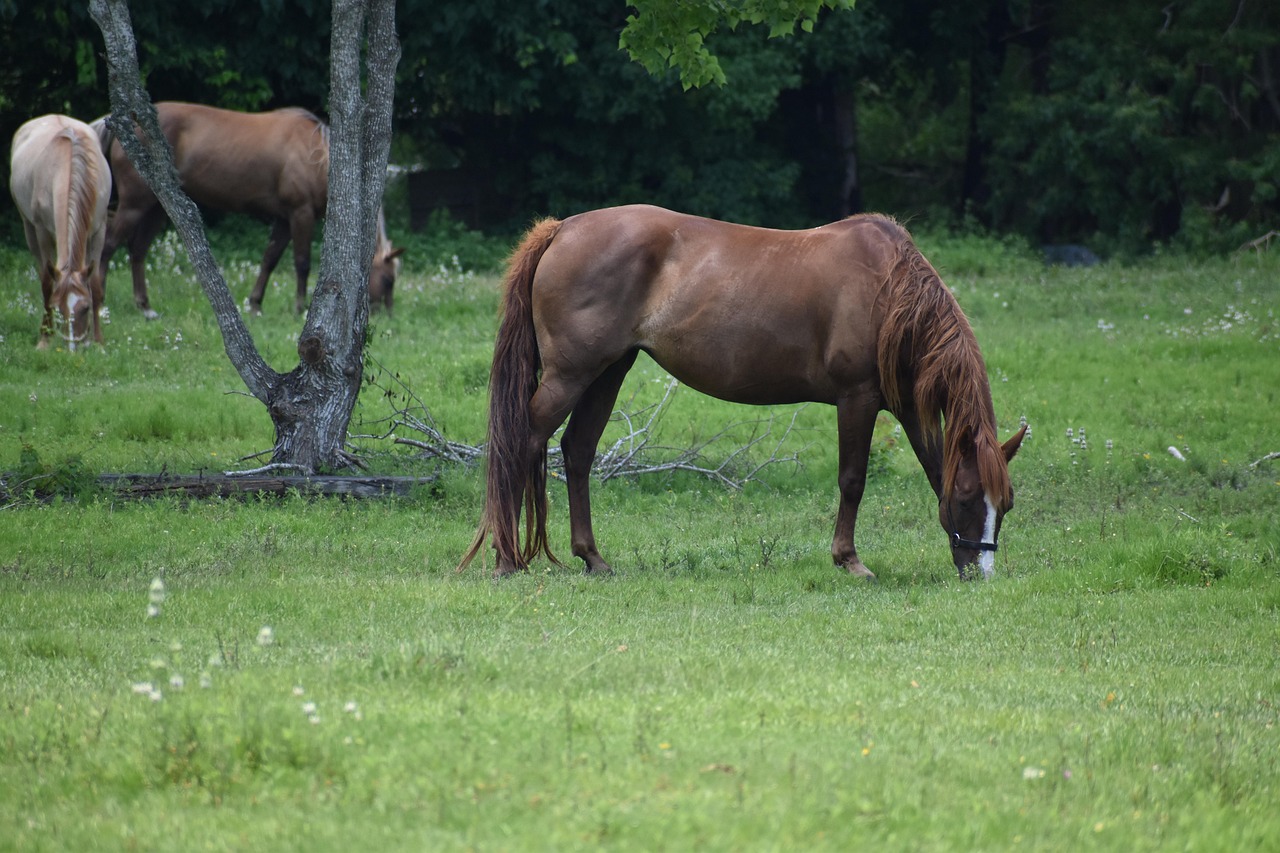 Creating the Perfect Nutrition Plan (Image Credits: Pixabay)