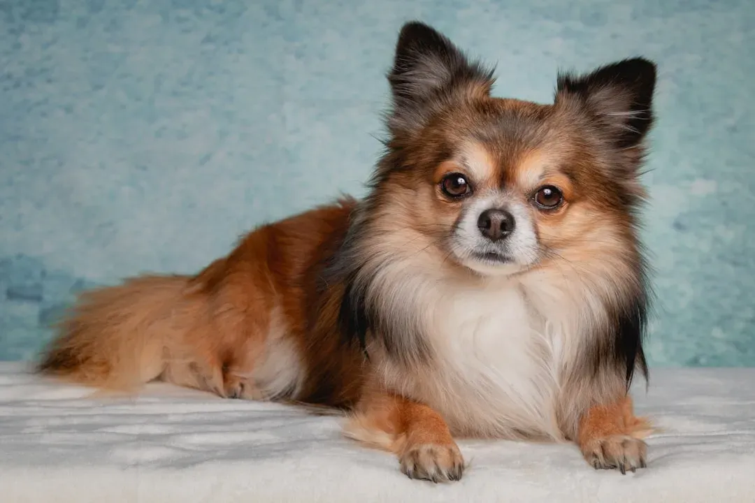 #9 - The Micro Guard Dog With Zero Self-Awareness (Image Credits: Unsplash)
