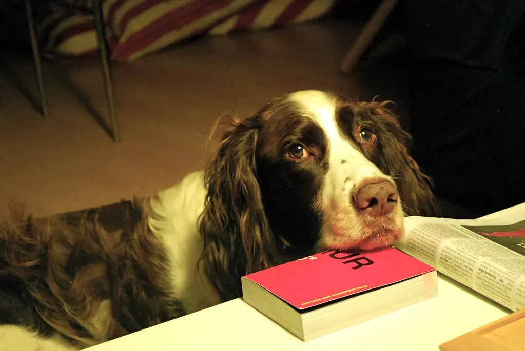 Quiet Presence During Your Downtime (Image Credits: Flickr)