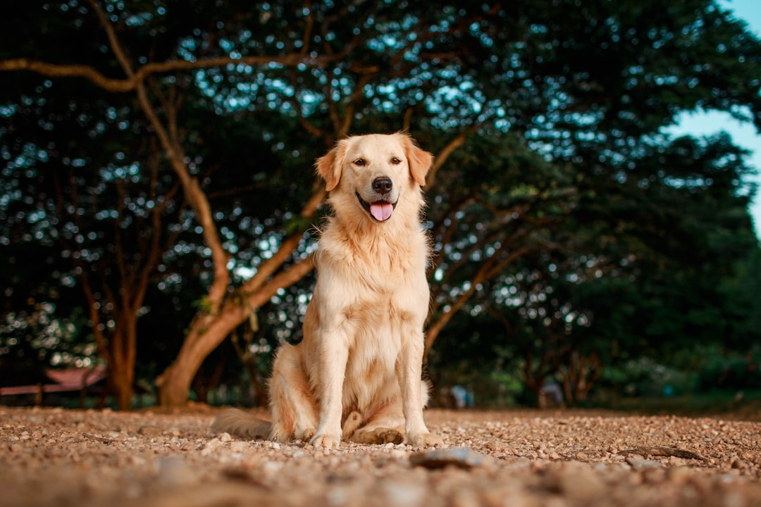 Golden Retrievers: The Record Holders (Image Credits: Unsplash)