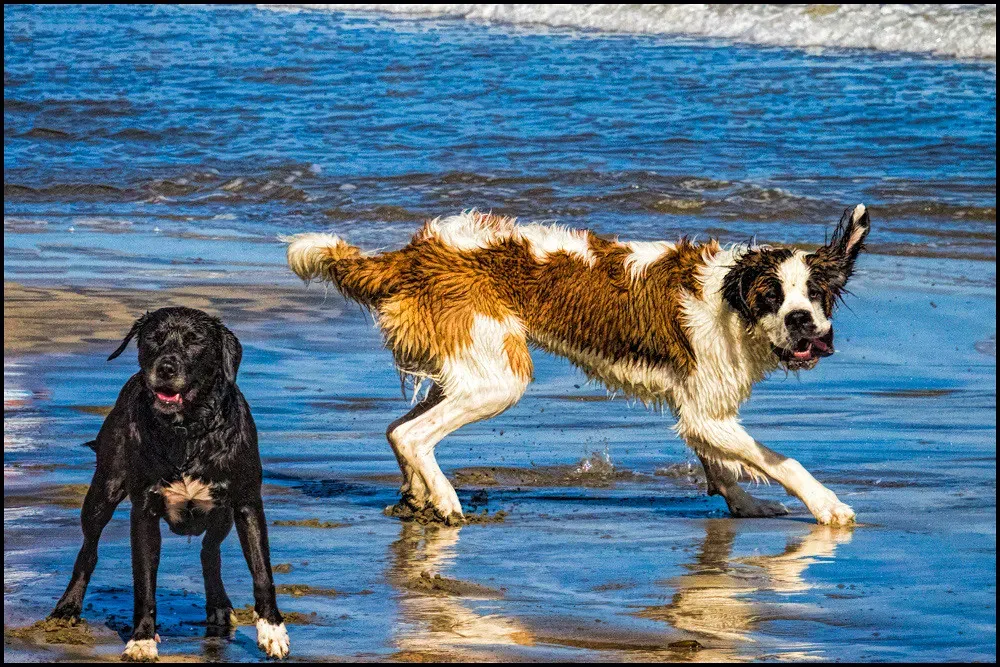 4. Their Emotional Attachment Styles (E Haug, Flickr, CC BY 2.0)