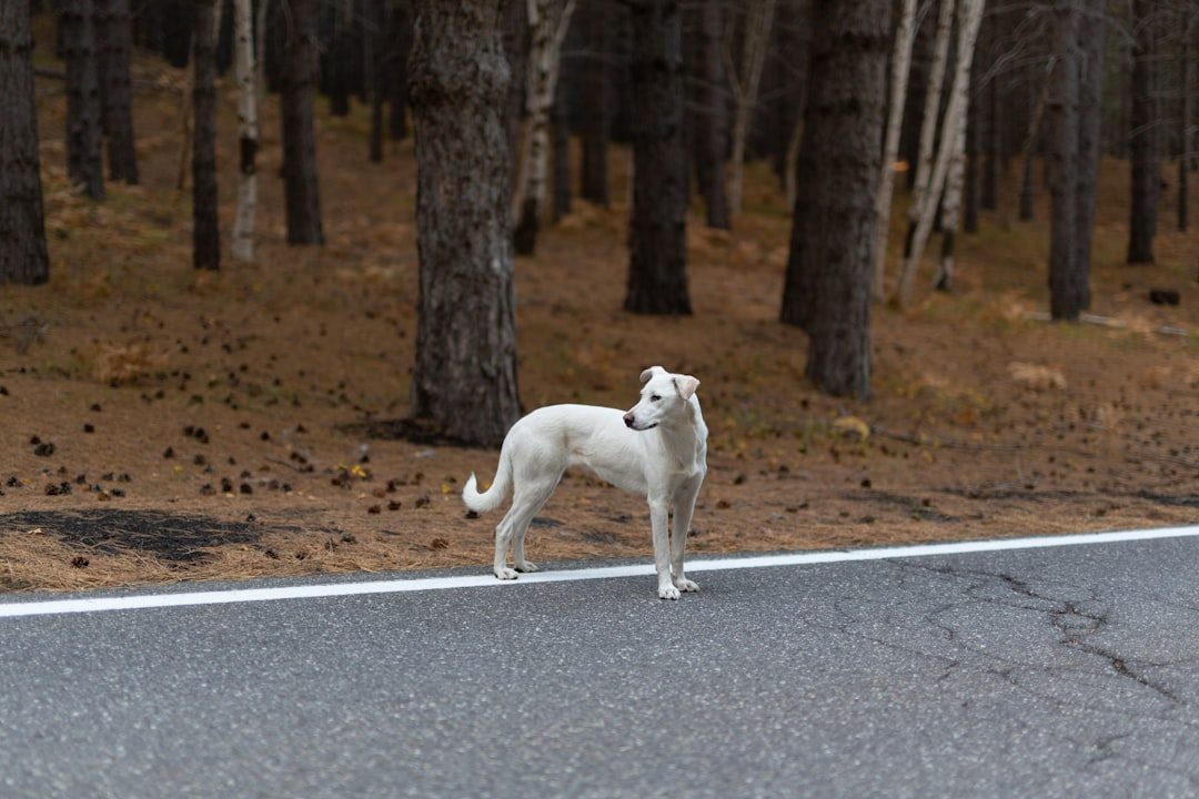 They Pace or Seem Restless When You're Distracted (Image Credits: Unsplash)