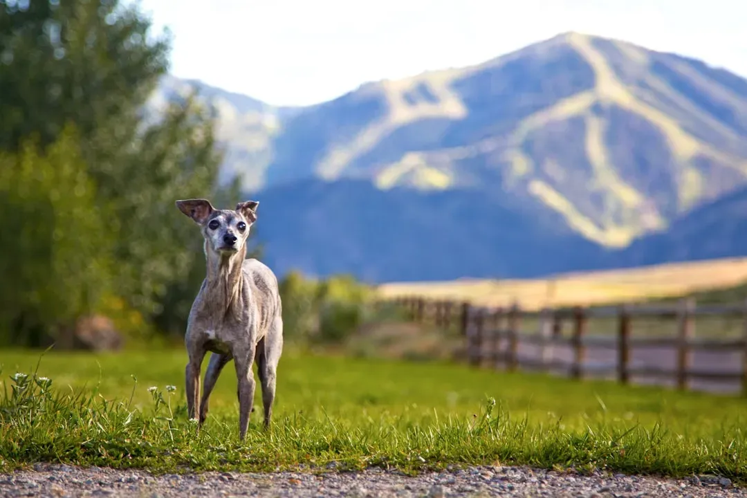 Italian Greyhound (Image Credits: Unsplash)