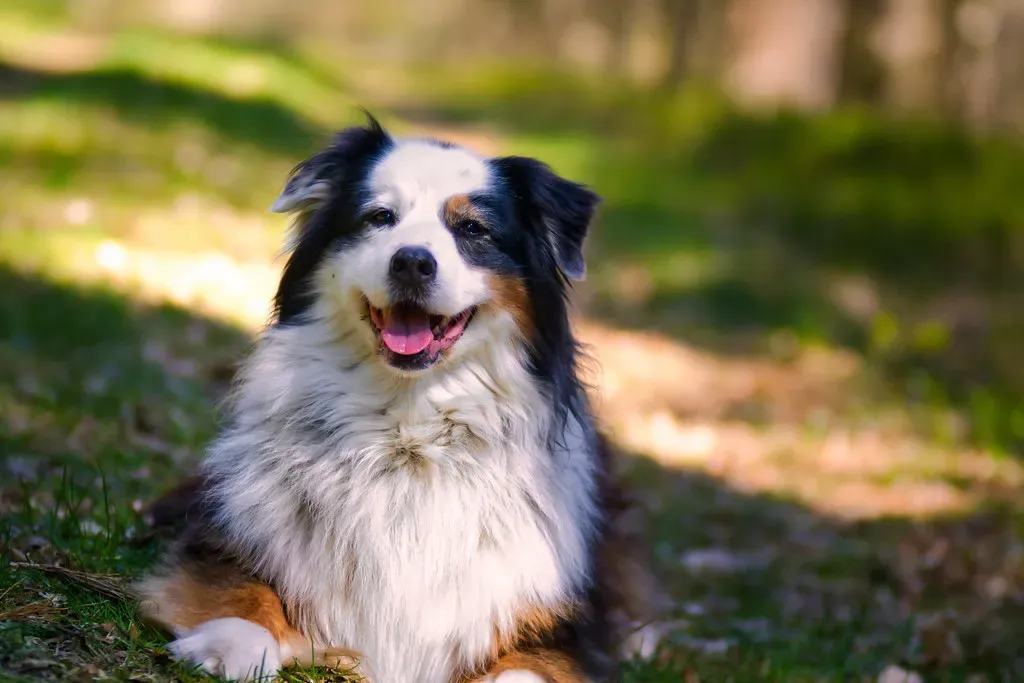 7. Australian Shepherd: The Extroverted Empath (Musicaloris, Flickr, CC BY 2.0)