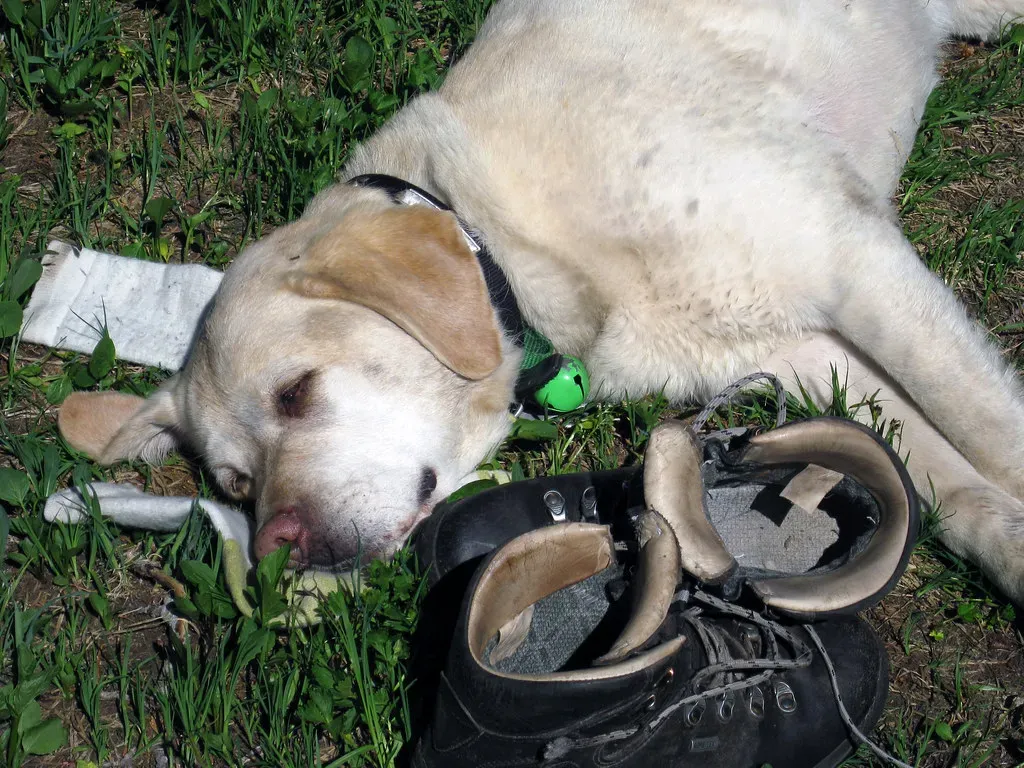 #8 - The Professional-Level Sock and Underwear Thief (Ruth and Dave, Flickr, CC BY 2.0)