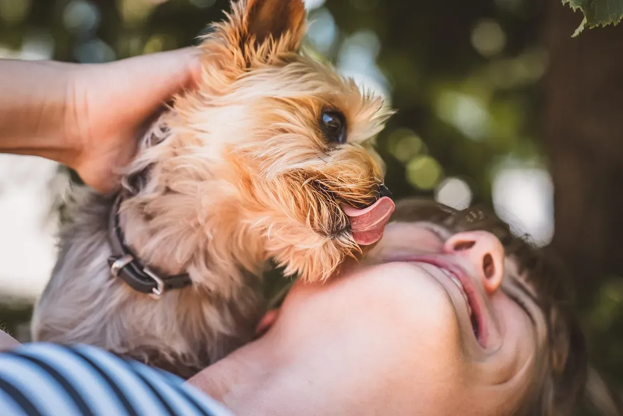 The Gentle Face Lick (Image Credits: Pixabay)