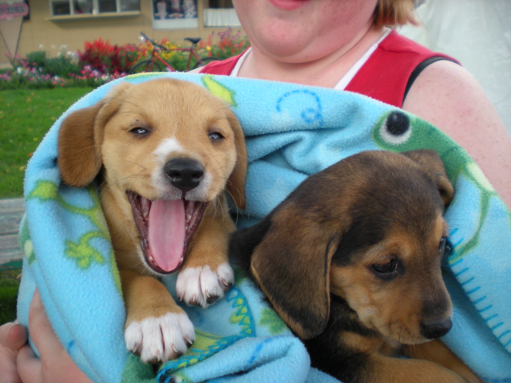 Dogs Have Cleaner Mouths Than Humans (Image Credits: Flickr)